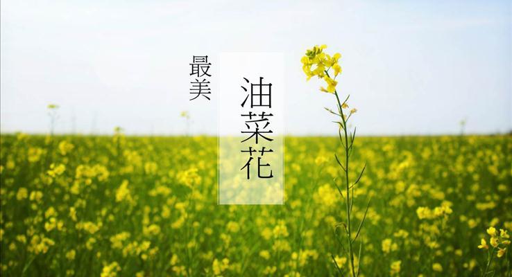 春天來了之最美油菜花風(fēng)景自然PPT模板