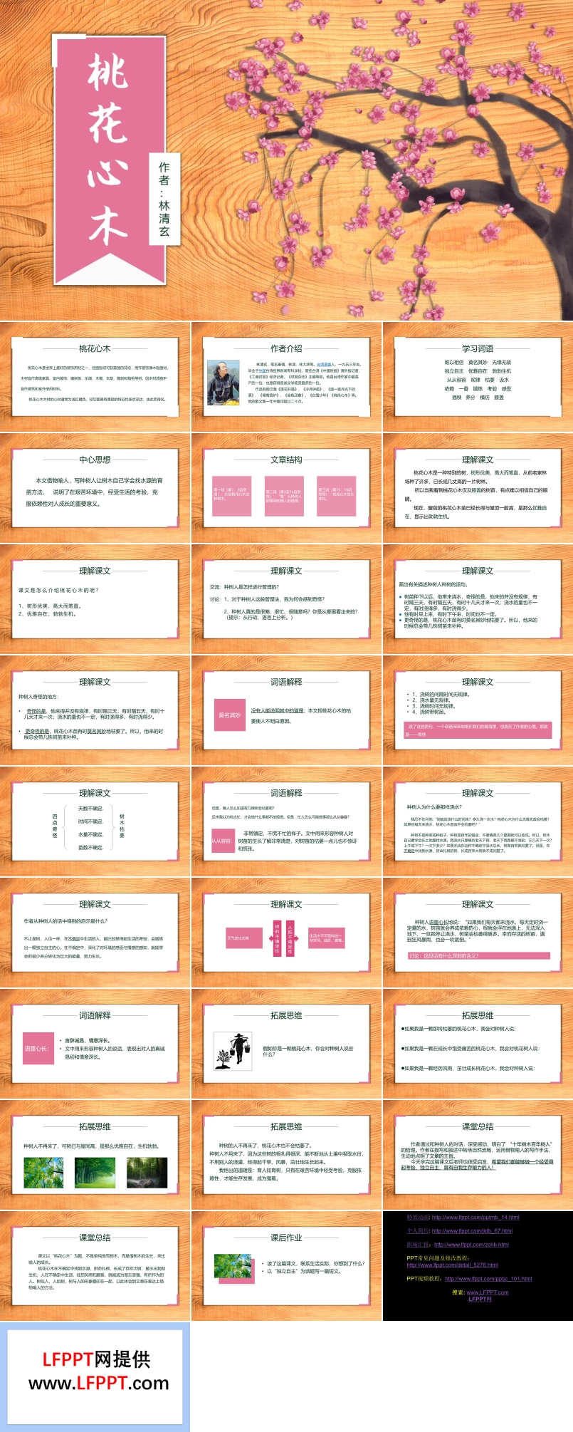 小學(xué)語文人教版六年級《桃花心木》課件PPT